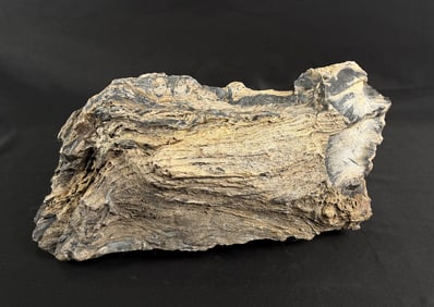 Blue Forest Wyoming Petrified Wood Specimen