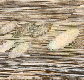 Collection of Foreign Silver Coins