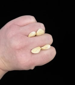 Montana Bull Elk Teeth