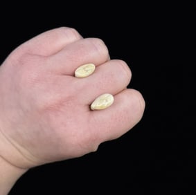 Montana Bull Elk Teeth