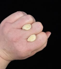 Montana Bull Elk Teeth