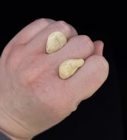 Montana Bull Elk Teeth