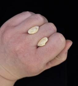 Montana Bull Elk Teeth