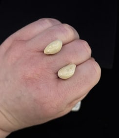 Montana Bull Elk Teeth