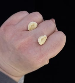 Montana Bull Elk Teeth