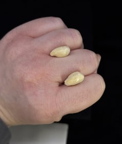 Montana Bull Elk Teeth