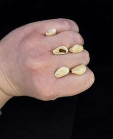 Montana Bull Elk Teeth