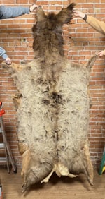 Montana Taxidermy Elk Hide