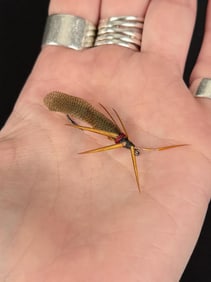 Jack Boehme Missoula Montana Fishing Fly