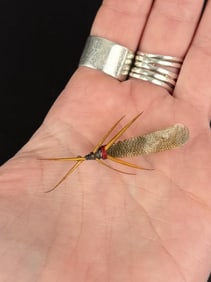 Jack Boehme Missoula Montana Fishing Fly