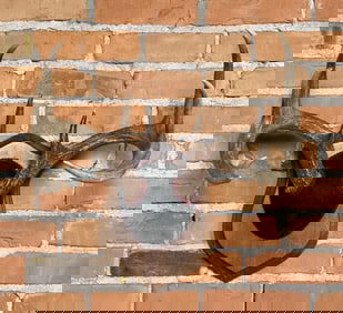 Montana Taxidermy Whitetail Deer Horns