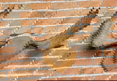 Montana Shiras Bull Moose Paddles Antlers Horns