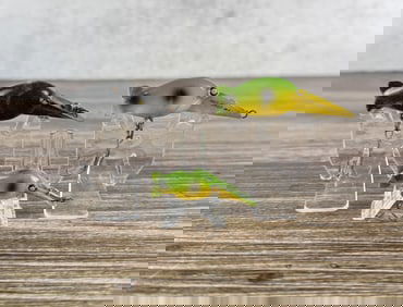 Hot Shot Fishing Lures