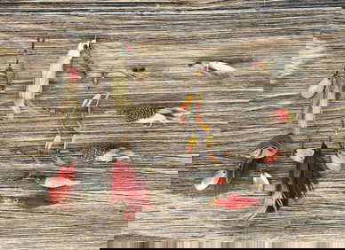 Collection of Streamer Fishing Lures Flies