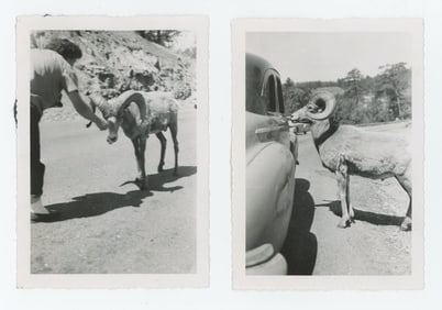 Feeding Bighorn Sheep in Montana Photos