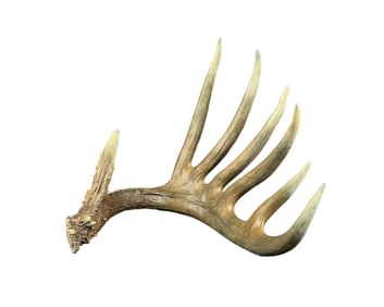 Jim Rowe Once a King Bronze Mule Deer Horn