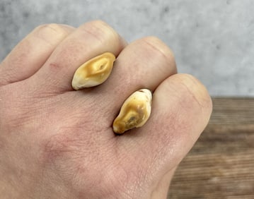 Montana Bull Elk Teeth