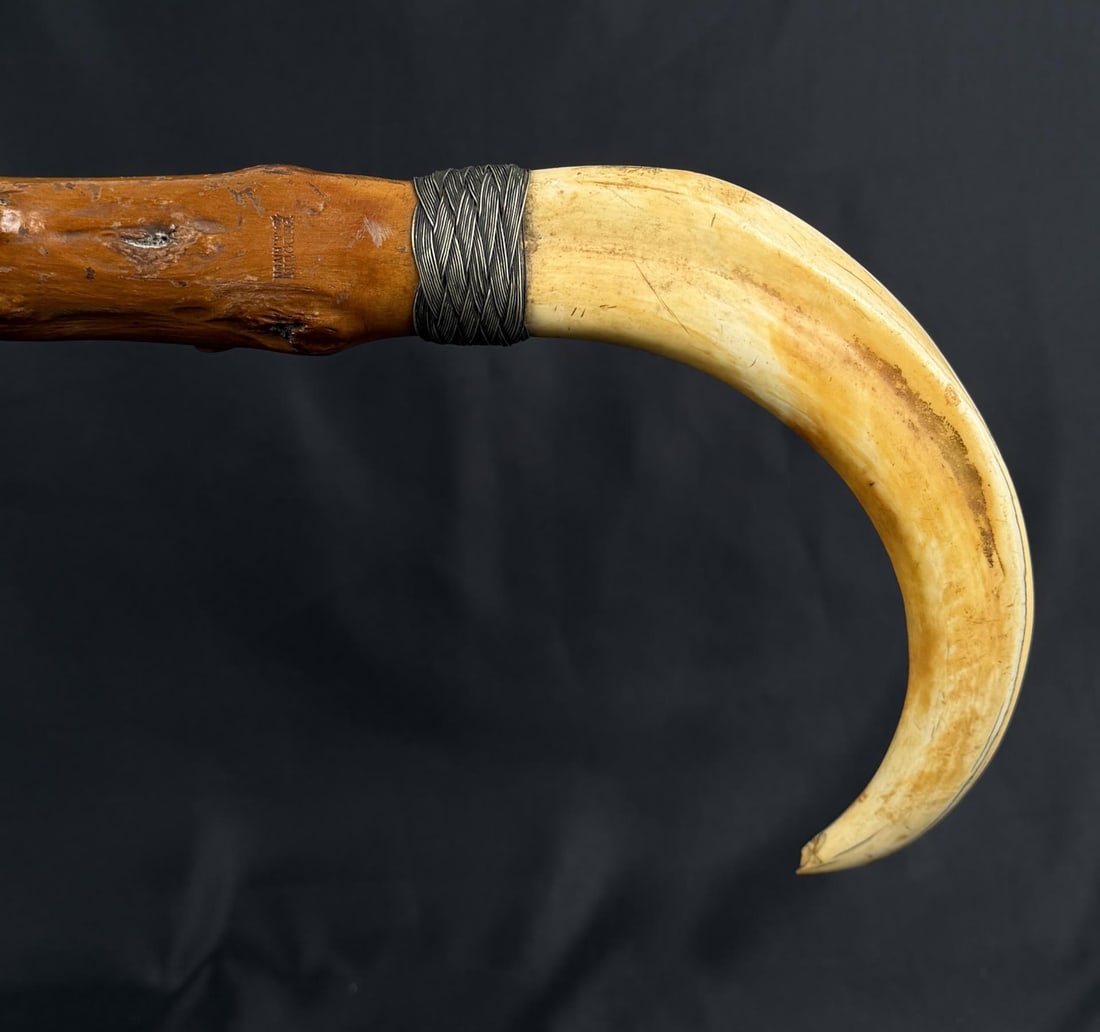 Wild Boar Tusk Cane Walking Stick (1 of 5)