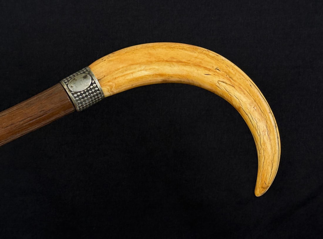 Wild Boar Tusk Cane Walking Stick (1 of 6)