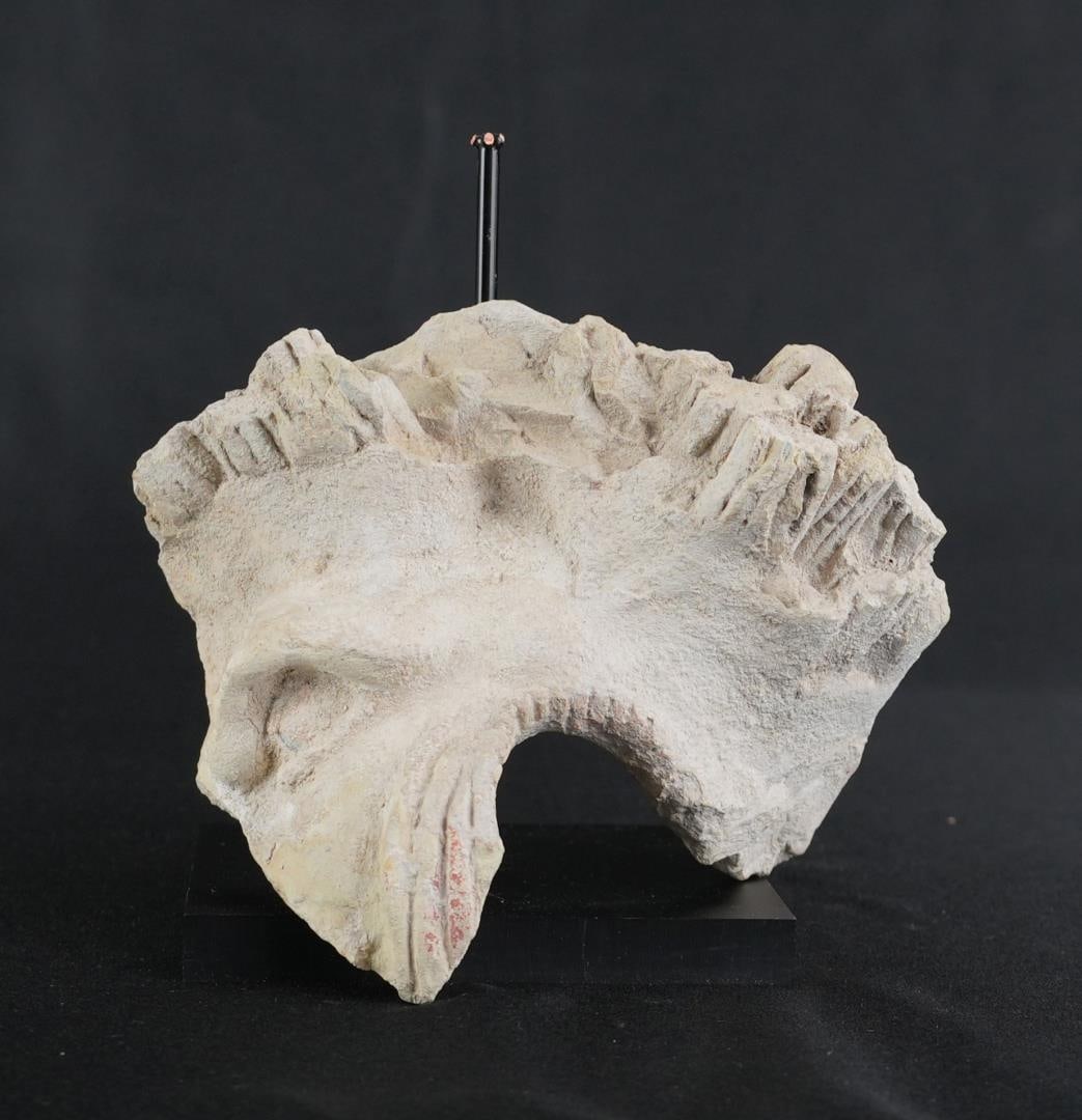 Ancient Greek Terracotta Lion Waterspout: 5 1/4" by 4 1/2" by 3 1/2". Circa 5th Century B.C. Provenance: Iris Cornelia Love Collection (1933-2020), New York, primarily formed in the 1950s-1970s. Iris Cornelia Love (1933?2020) was an American