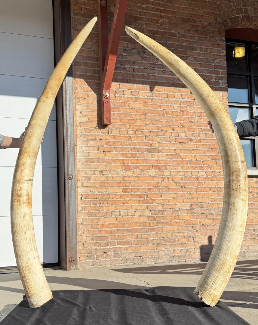 African Elephant Tusks Montana Residents Only (1 of 20)