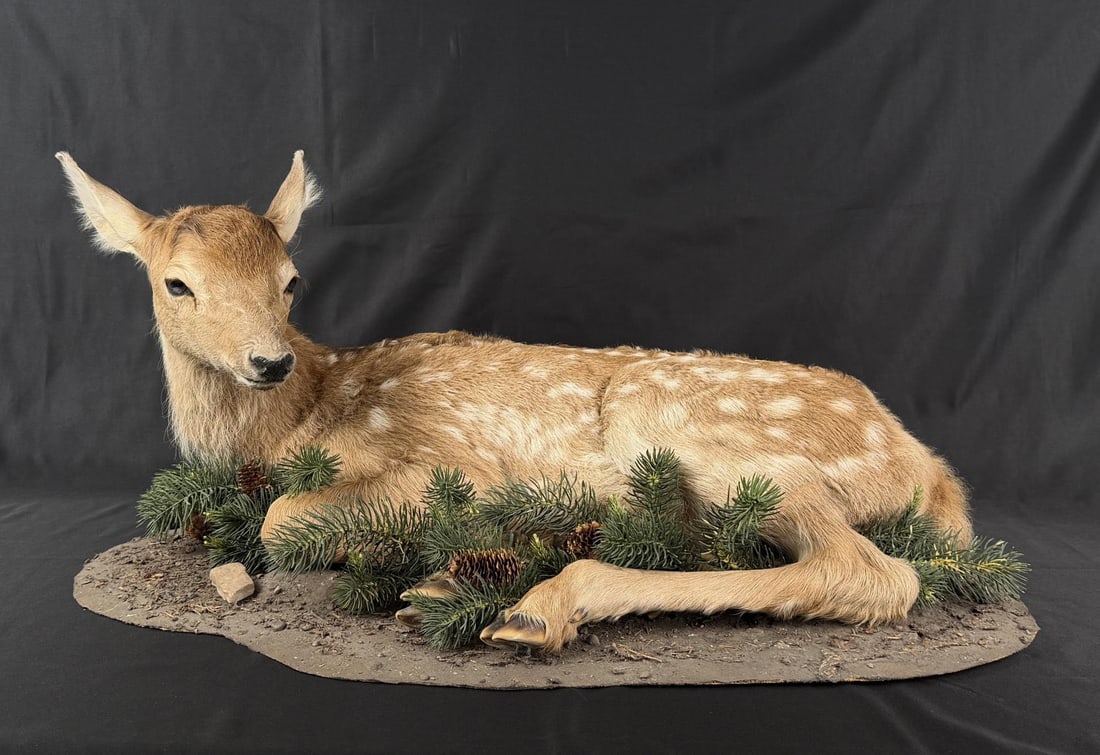 Taxidermy Full Body Baby Elk Calf Fawn Mount (1 of 6)