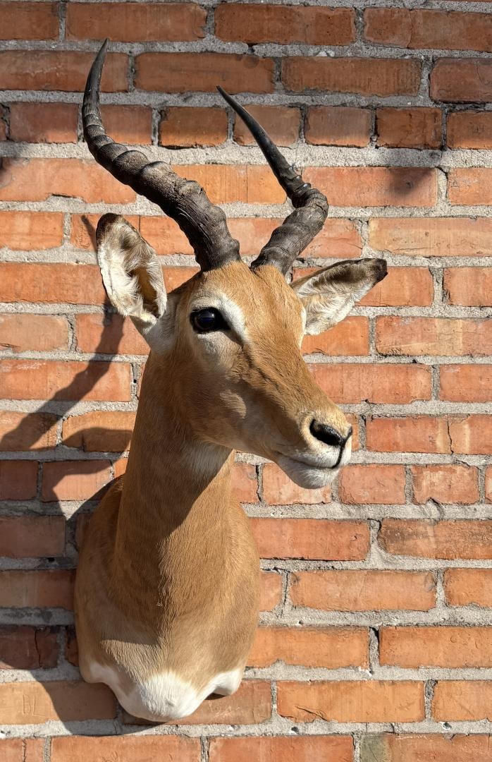 Shoulder Mount Taxidermy African Impala (1 of 6)