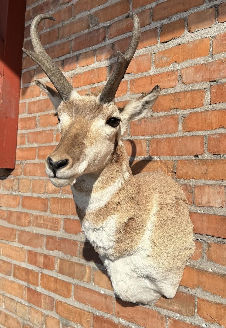 Montana Taxidermy Pronghorn Antelope Mount (1 of 6)