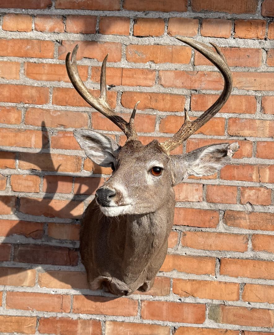 Pope & Young Record Book Taxidermy Coues Deer (1 of 7)