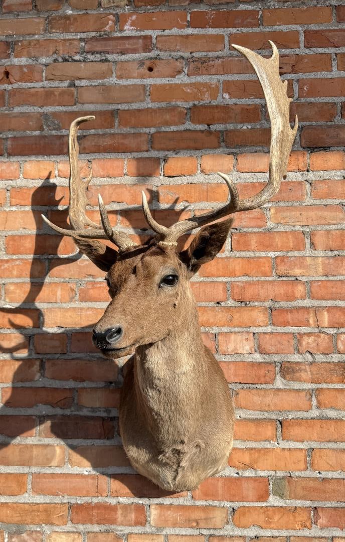 Shoulder Mount Taxidermy Fallow Deer (1 of 7)