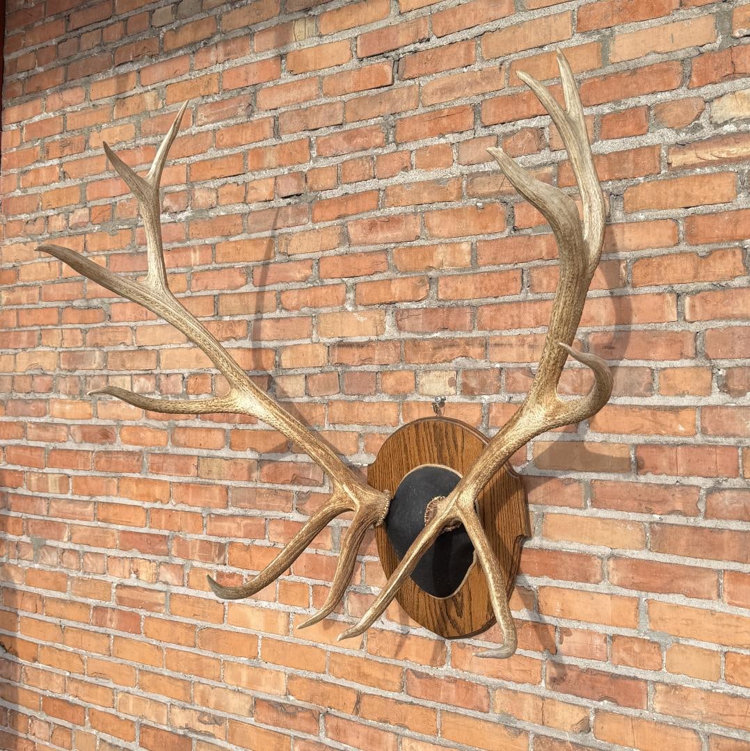 Pope & Young Record Book Taxidermy Roosevelt Elk (1 of 6)