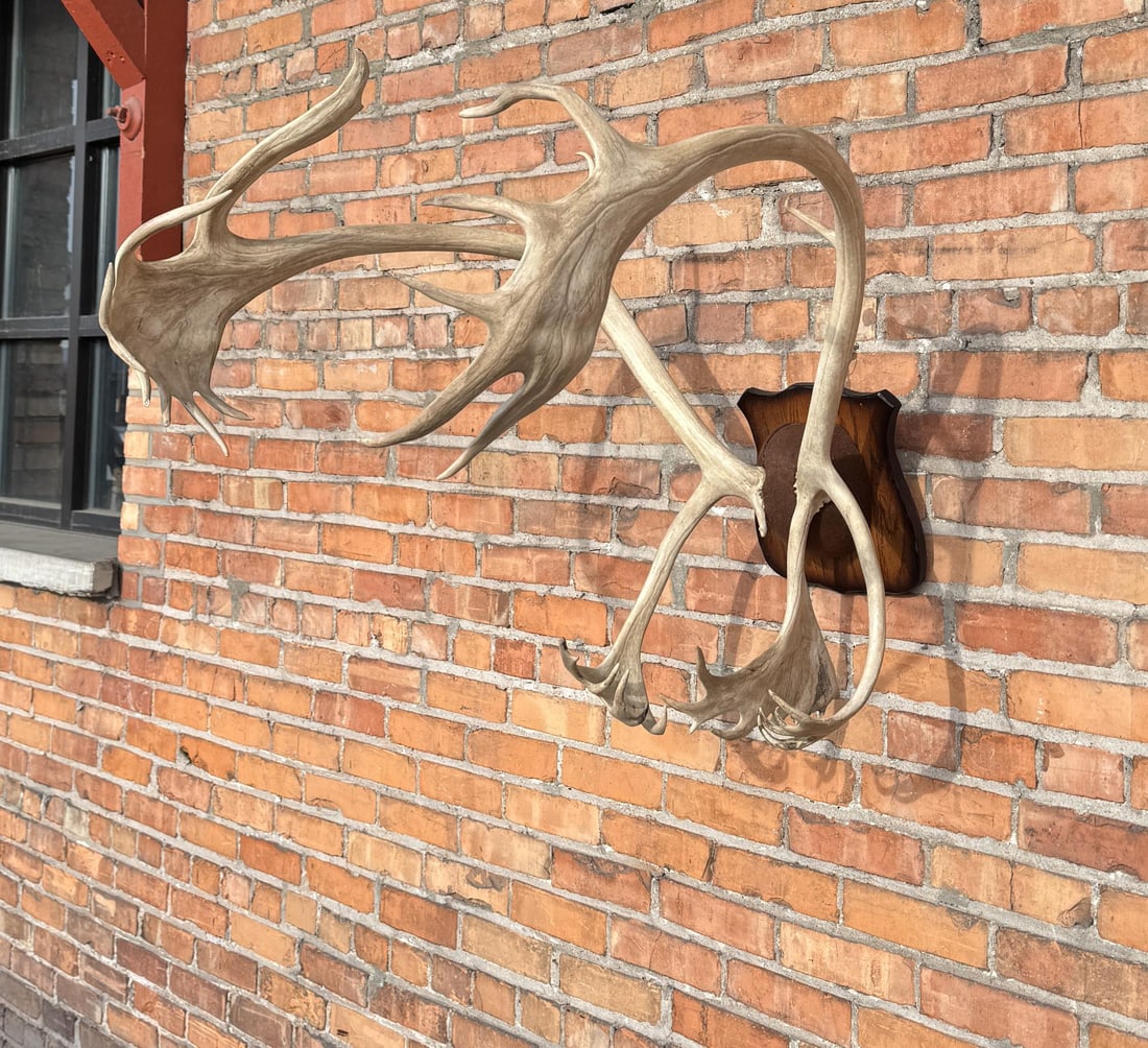 Woodland Caribou Taxidermy Mount (1 of 7)