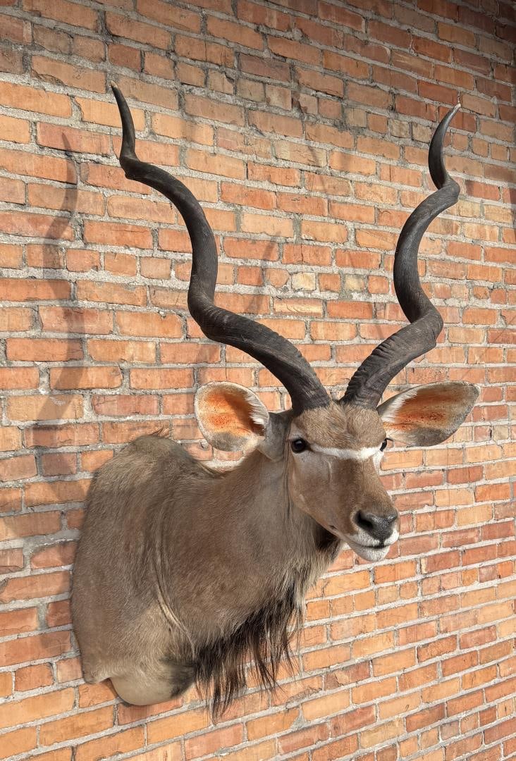 African Taxidermy Greater Kudu Mount (1 of 6)
