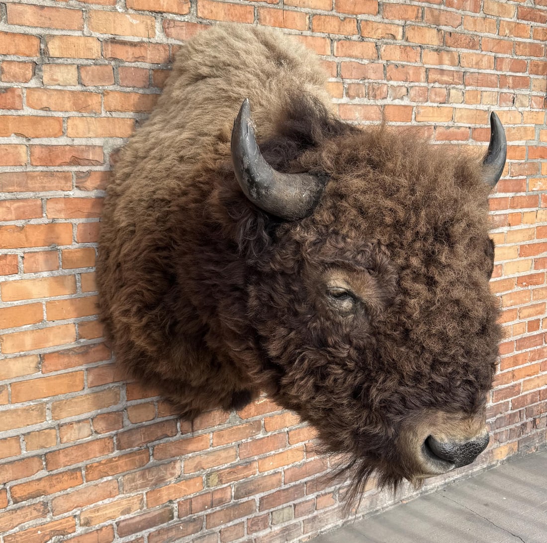 Giant Yellowstone National Park Taxidermy Buffalo (1 of 8)