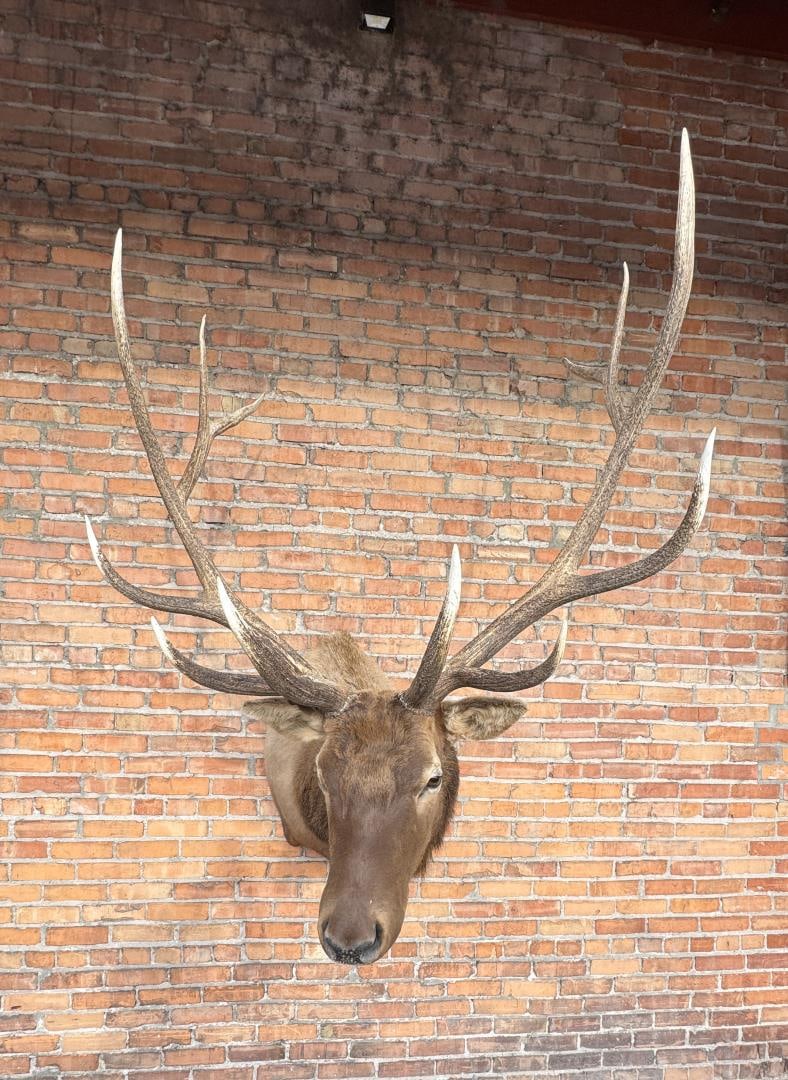 Pope & Young Record Book Taxidermy Elk (1 of 8)
