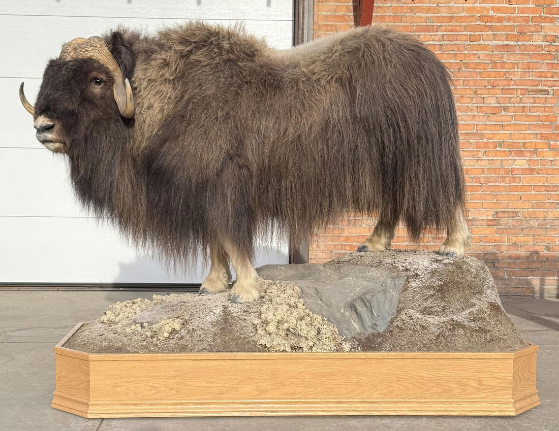 Alaskan Taxidermy Full Body Musk Ox Mount (1 of 16)