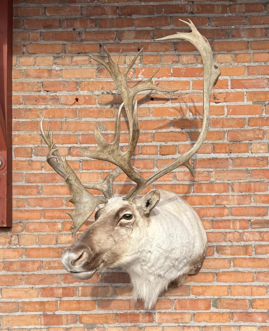 Woodland Caribou Taxidermy Mount (1 of 7)