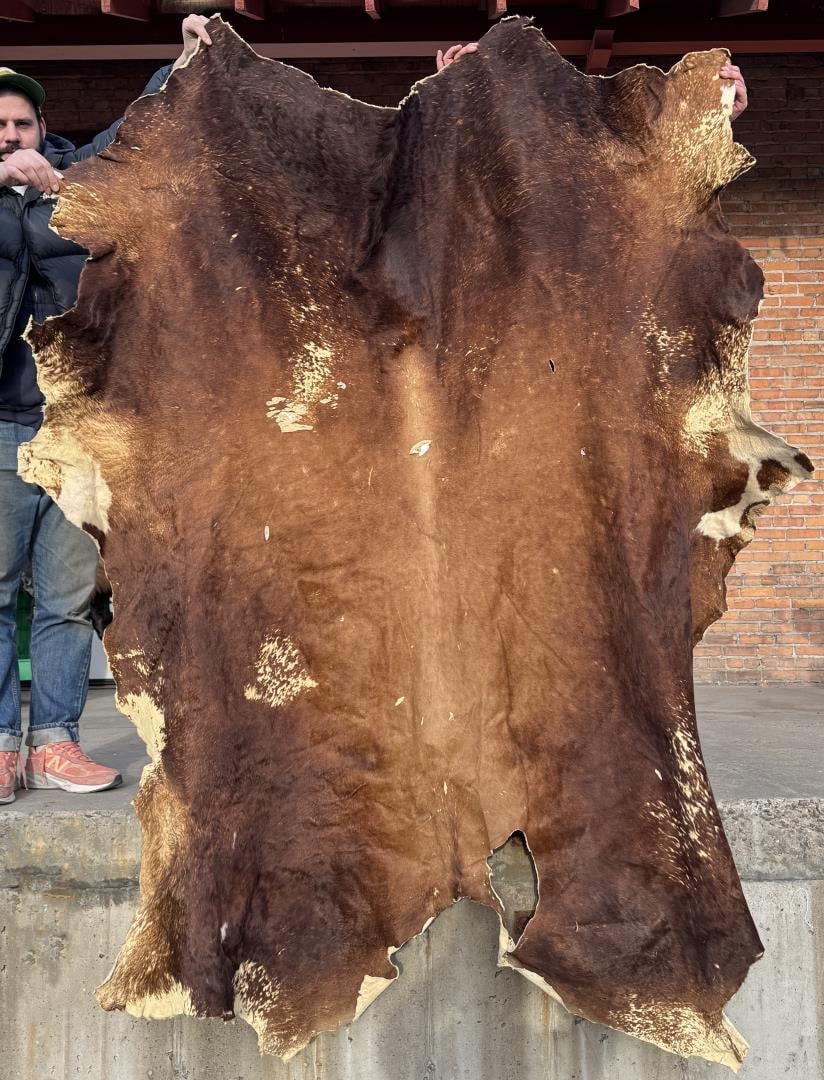 Longhorn Steer Hide (1 of 5)