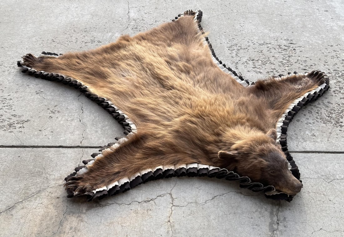 Montana Taxidermy Black Bear Rug (1 of 9)