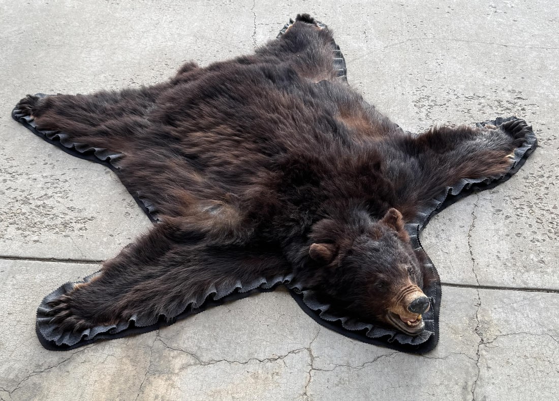 Montana Taxidermy Black Bear Rug (1 of 14)