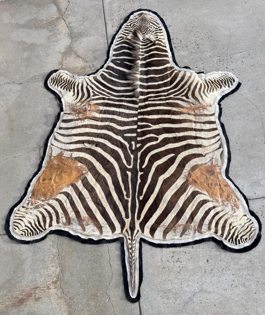 Very Nice Large African Taxidermy Zebra Rug (1 of 9)