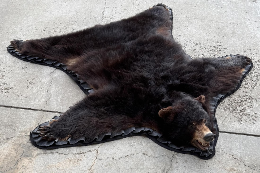 Montana Taxidermy Black Bear Rug (1 of 13)