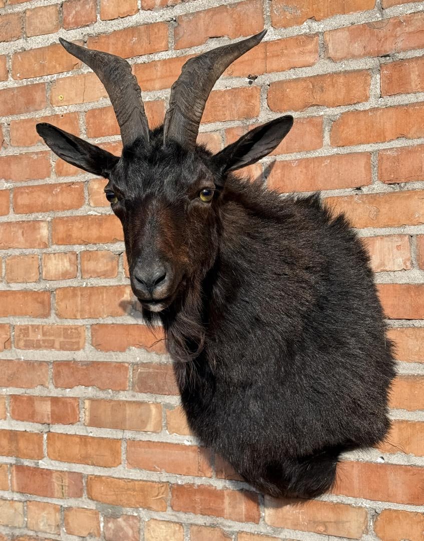 Black Catalina Taxidermy Goat Head Mount (1 of 6)