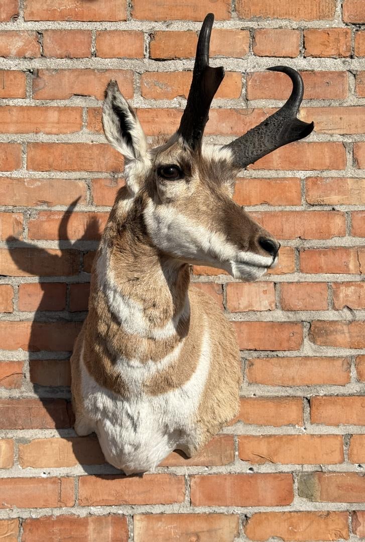 Montana Taxidermy Pronghorn Antelope Mount (1 of 6)