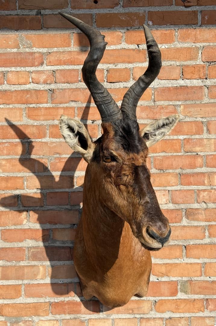 Shoulder Mount Taxidermy African Red Hartebeest (1 of 7)
