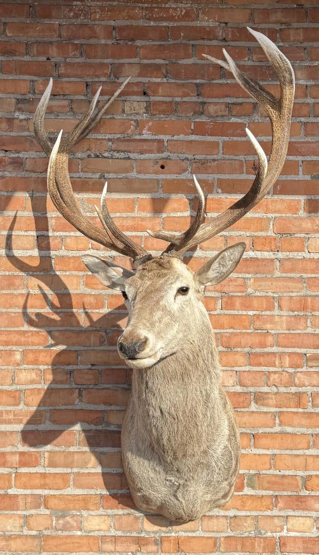 Taxidermy Red Stag Shoulder Mount (1 of 6)