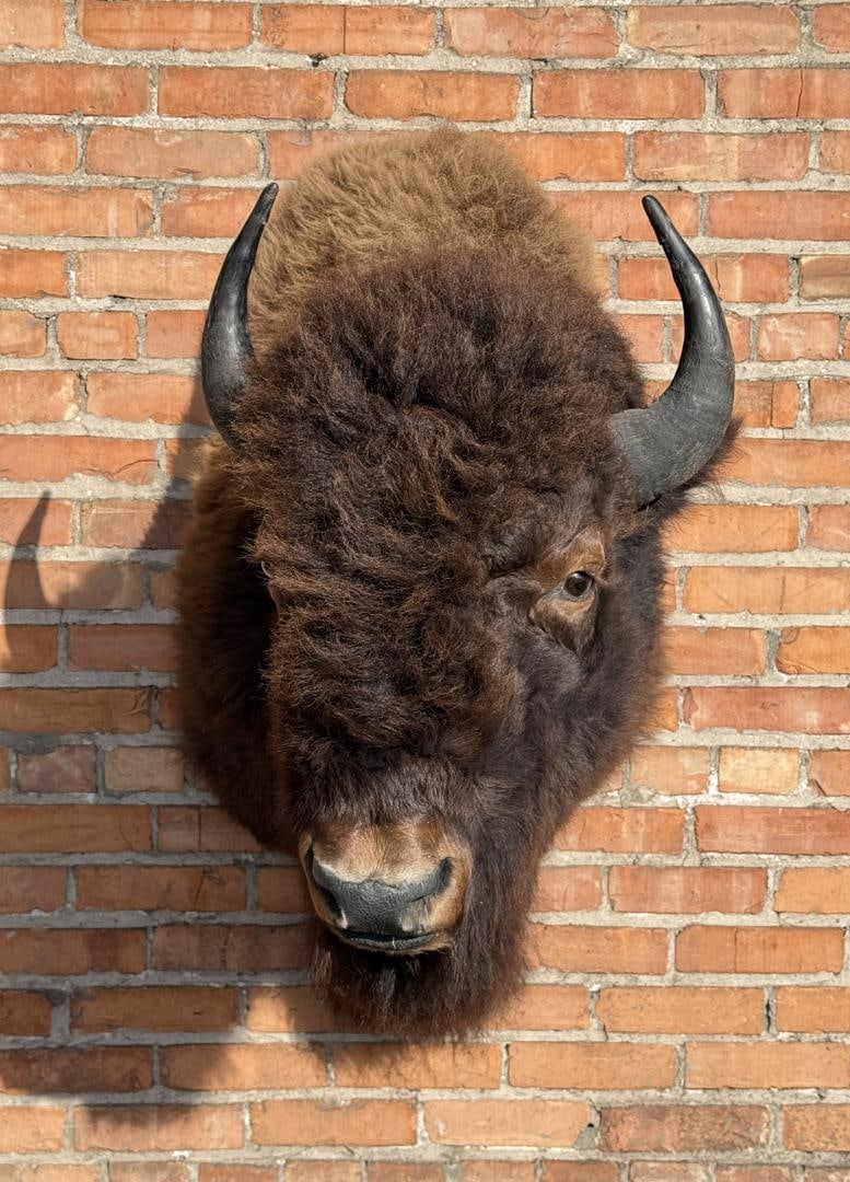 Yellowstone National Park Taxidermy Buffalo (1 of 6)