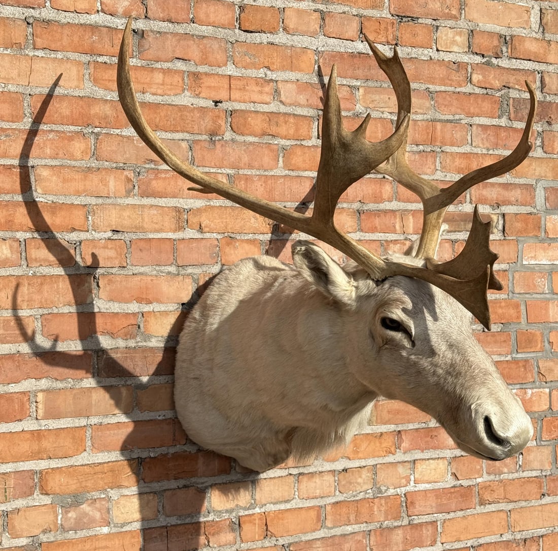 Barren Ground Caribou Taxidermy Mount (1 of 10)