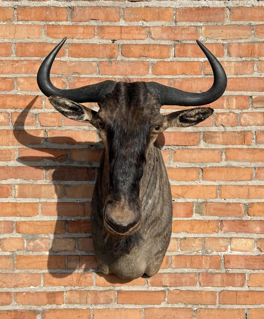 Shoulder Mount Taxidermy African Blue Wildebeest (1 of 6)