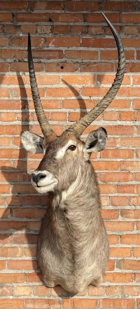 Shoulder Mount Taxidermy African Waterbuck (1 of 6)